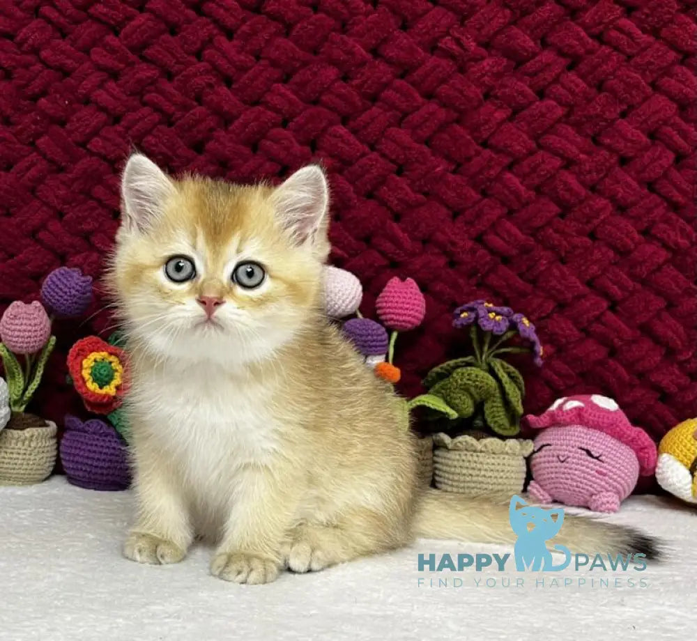 Yago Scottish Fold male black golden shaded live animals