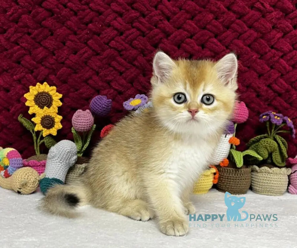 Yago Scottish Fold male black golden shaded live animals