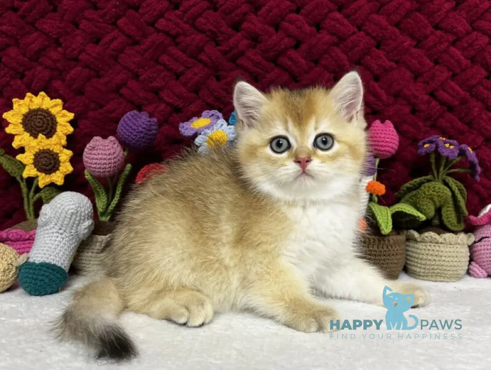 Yago Scottish Fold male black golden shaded live animals