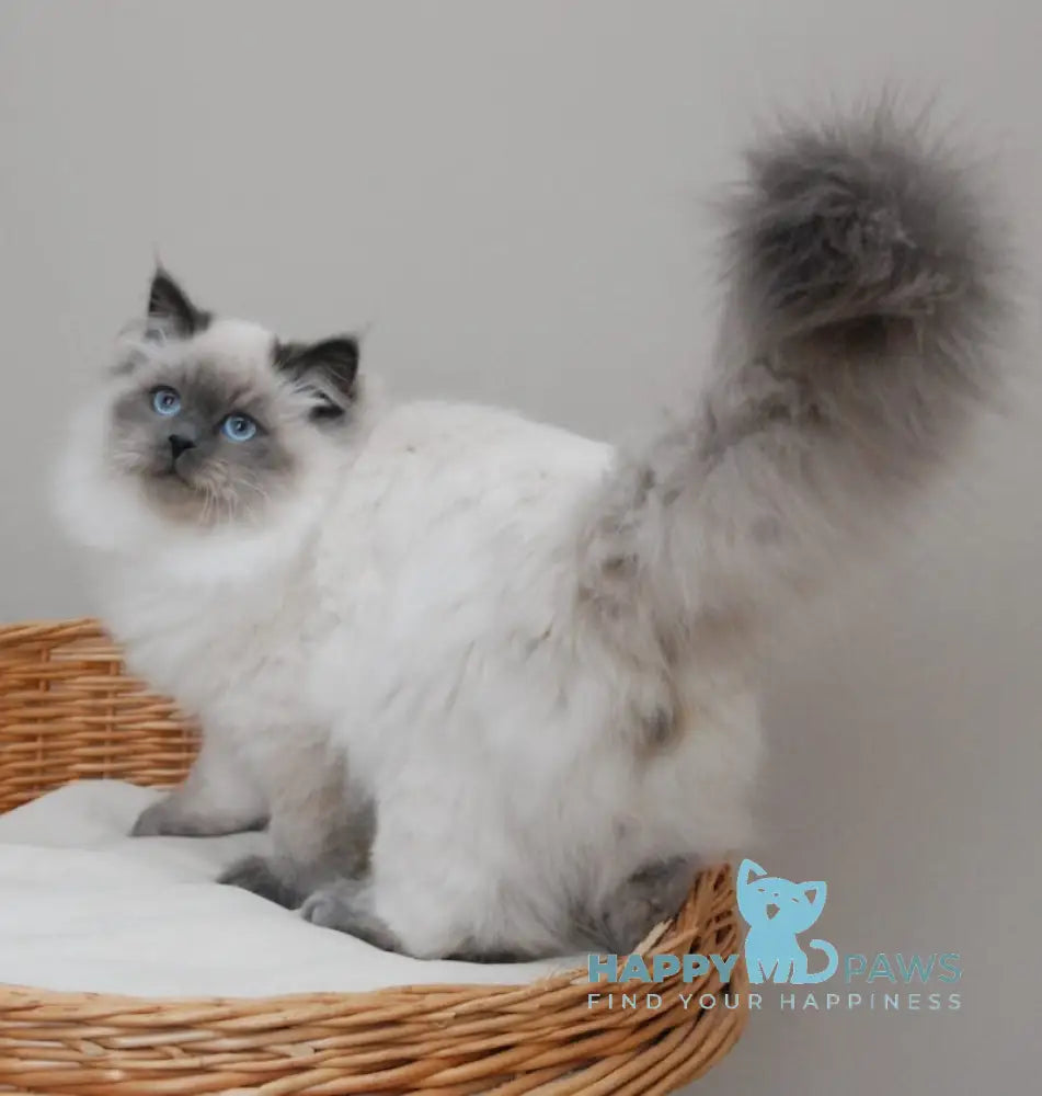 Yago Siberian male blue pointed live animals