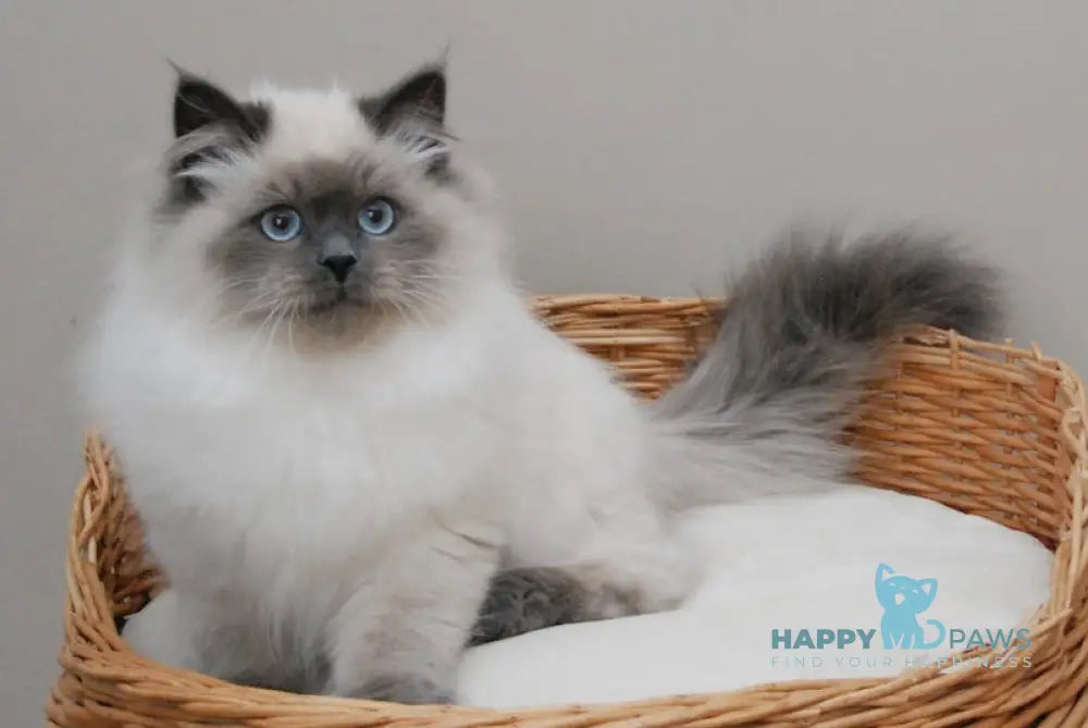 Yago Siberian male blue pointed live animals