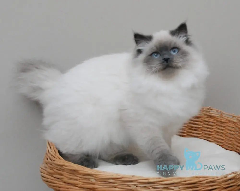 Yago Siberian male blue pointed live animals