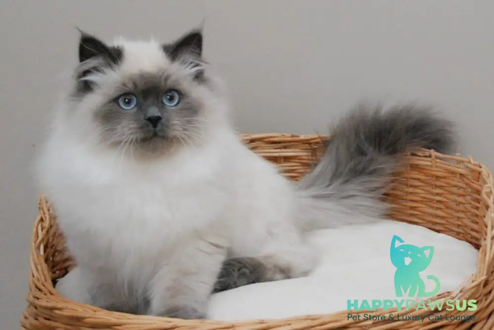 Yago Siberian male blue pointed live animals
