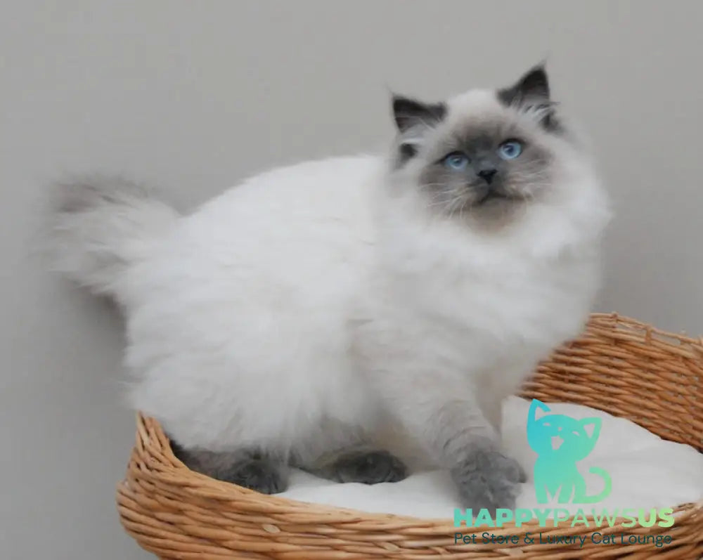 Yago Siberian male blue pointed live animals
