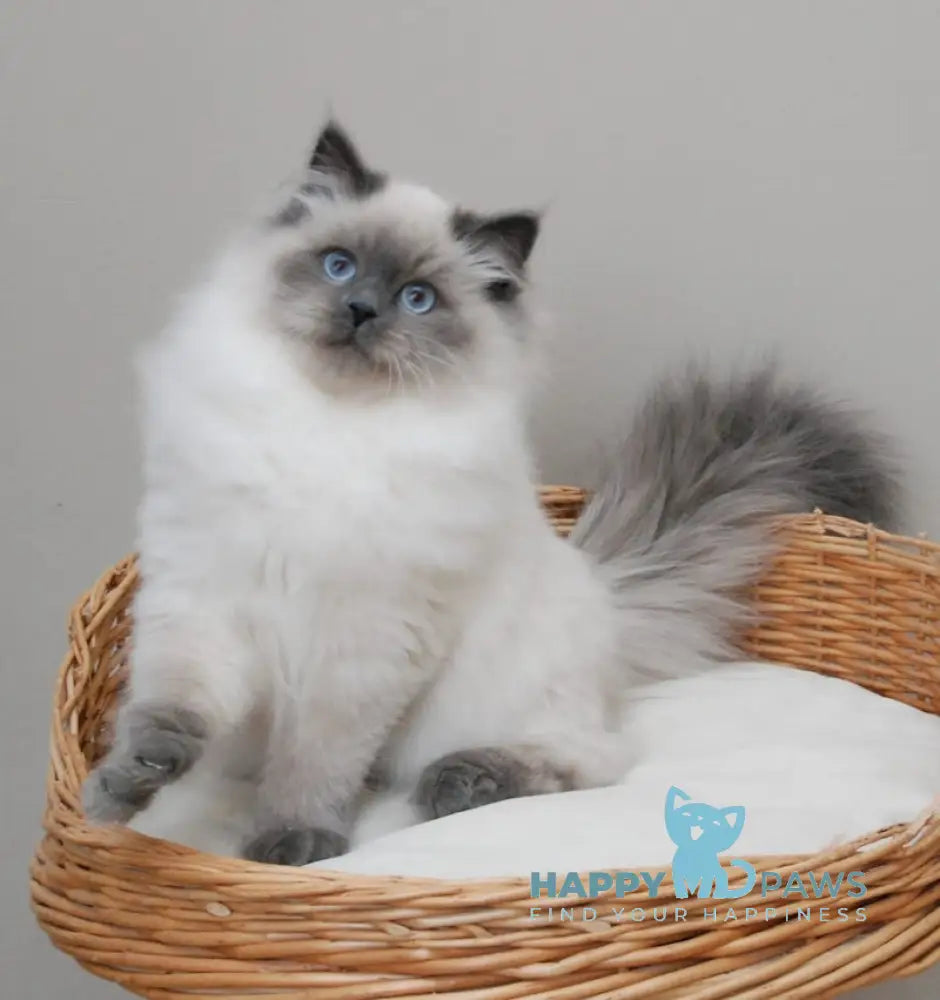 Yago Siberian male blue pointed live animals