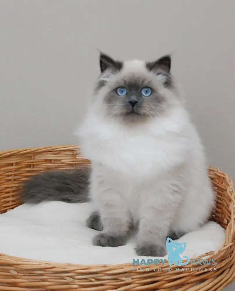 Yago Siberian male blue pointed live animals