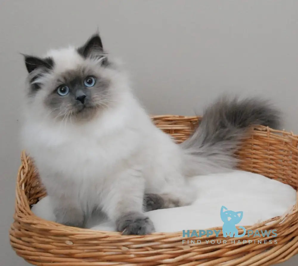 Yago Siberian male blue pointed live animals