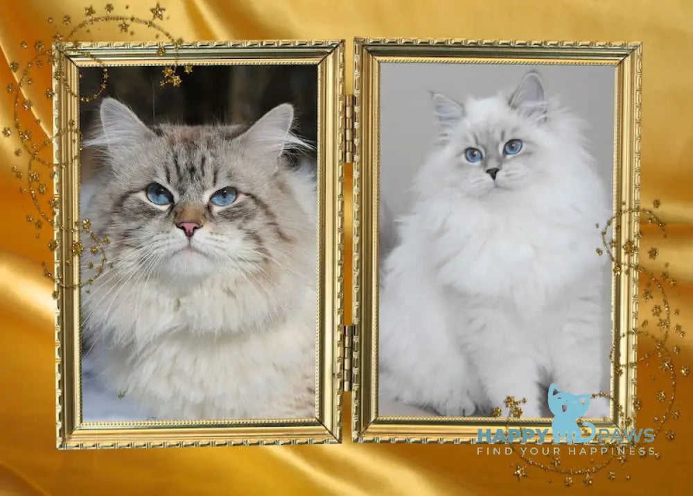 Yago Siberian male blue pointed live animals