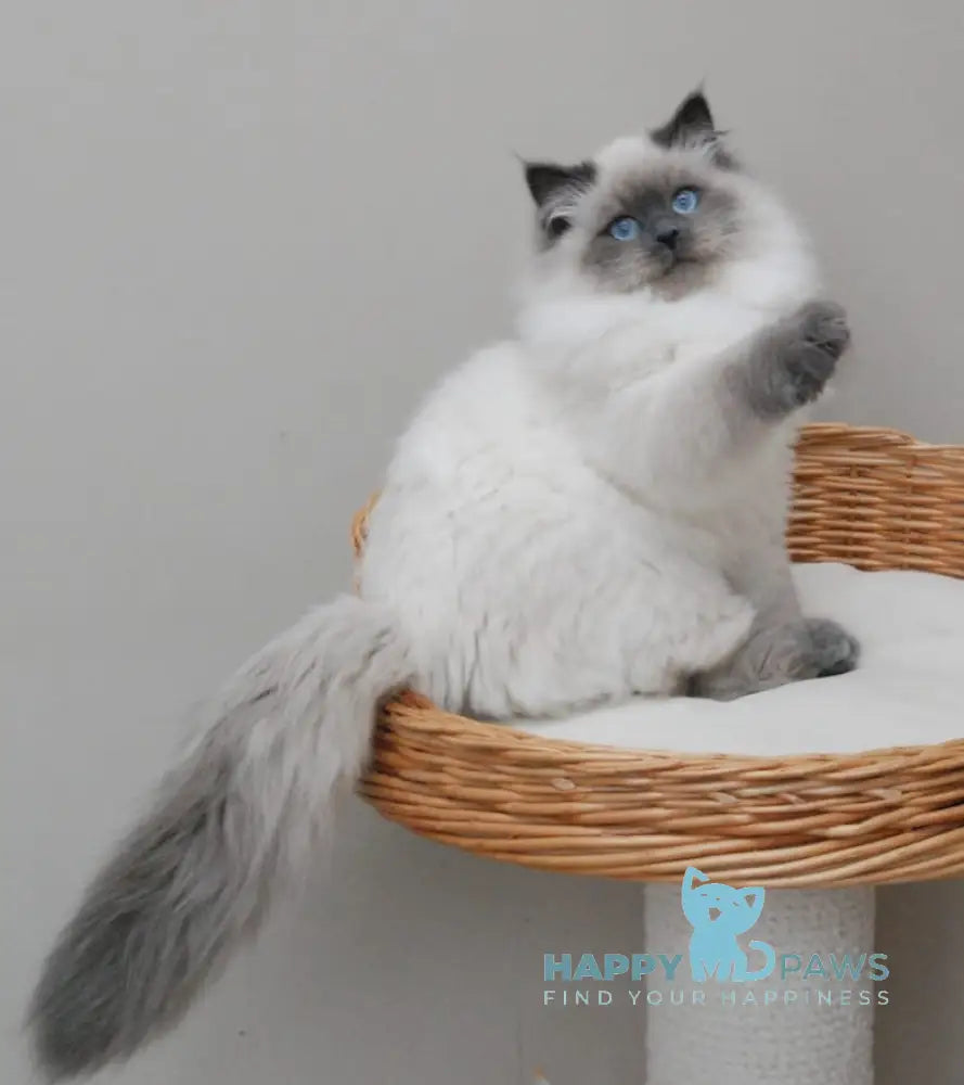 Yago Siberian male blue pointed live animals