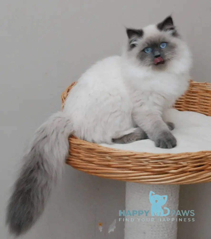 Yago Siberian male blue pointed live animals