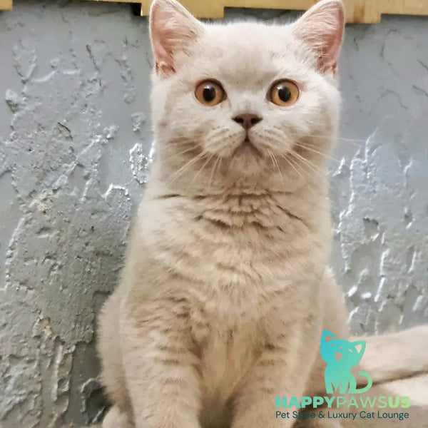 Yagodka British Shorthair female fawn - live animals