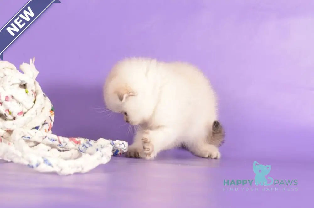 Yagodka Scottish Fold female black golden ticked tabby pointed live animals