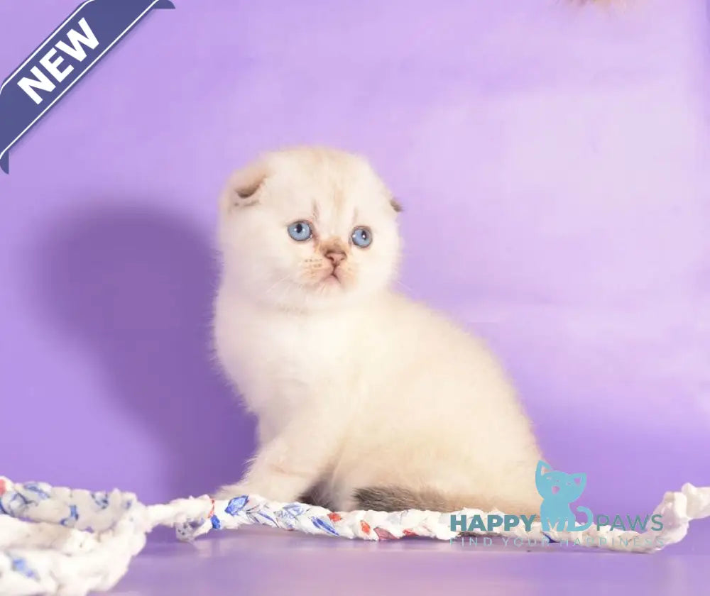 Yagodka Scottish Fold female black golden ticked tabby pointed live animals