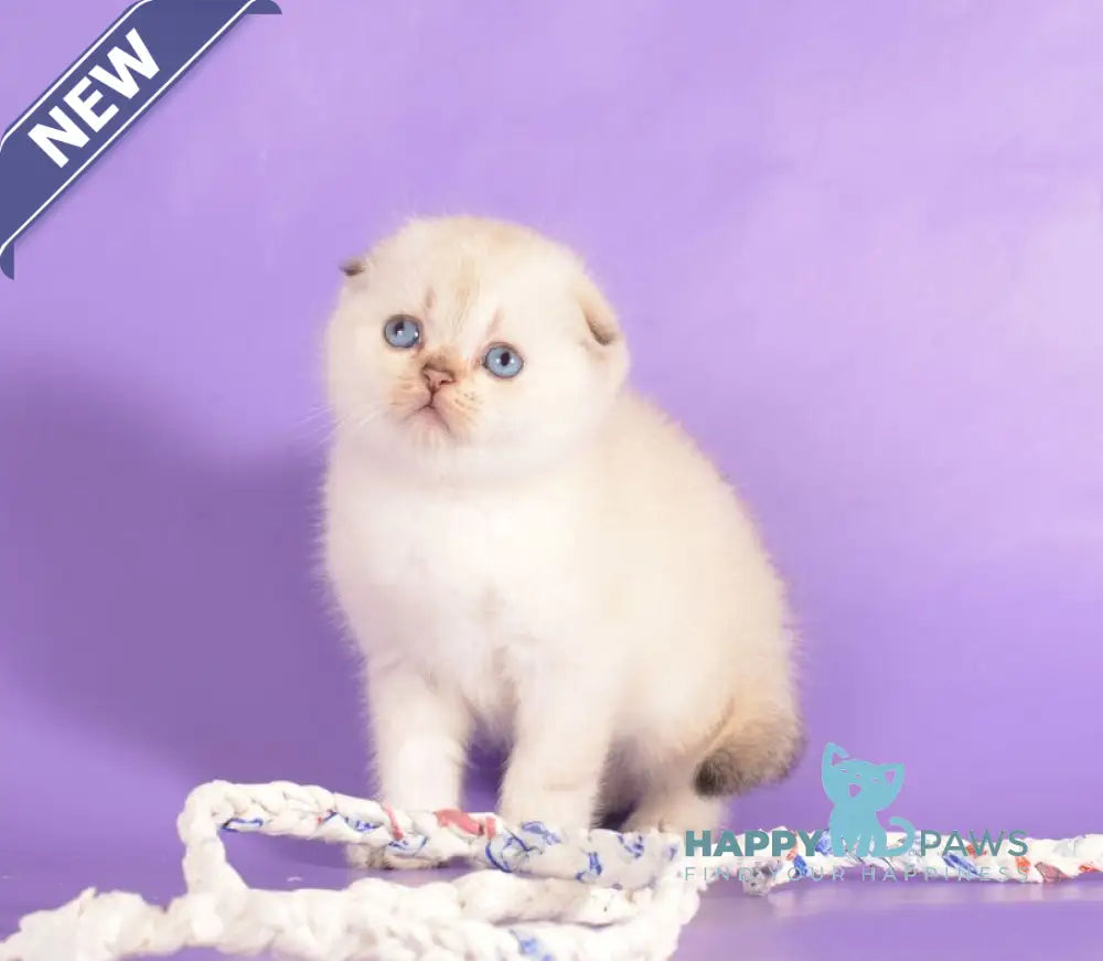 Yagodka Scottish Fold female black golden ticked tabby pointed live animals