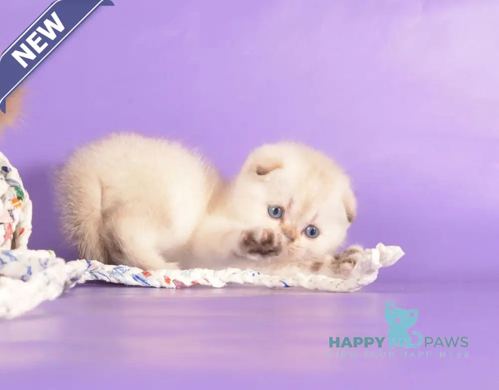 Yagodka Scottish Fold female black golden ticked tabby pointed live animals