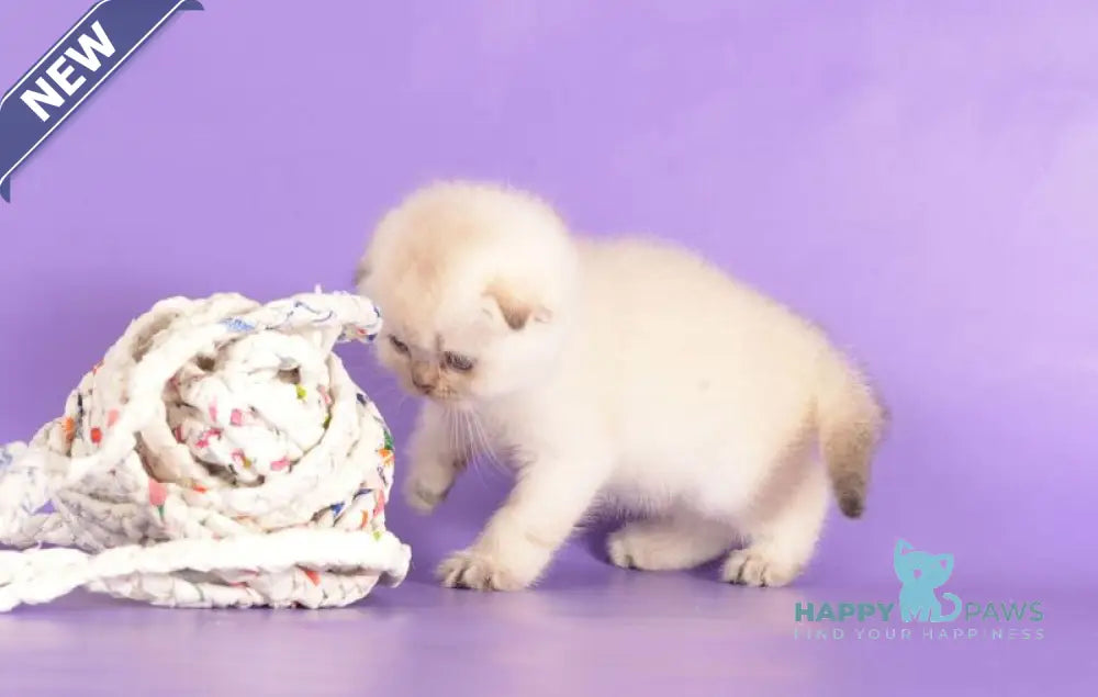 Yagodka Scottish Fold female black golden ticked tabby pointed live animals