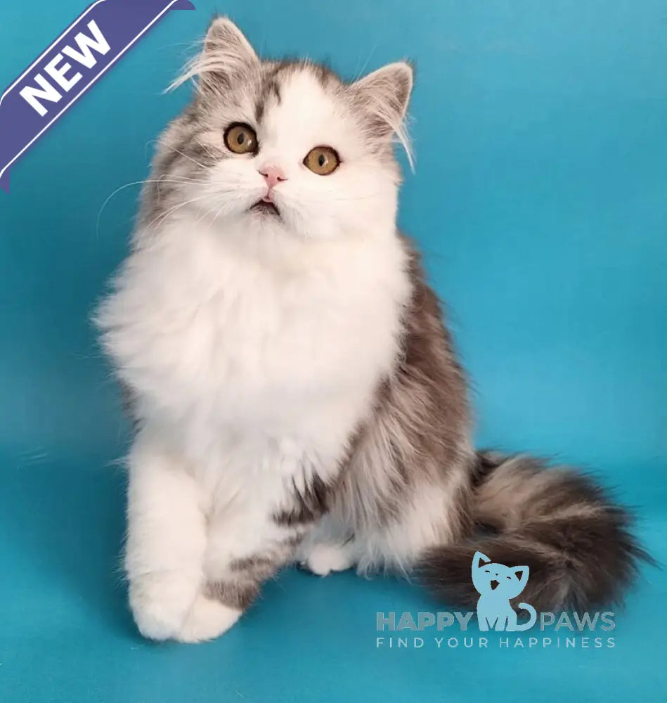 Yagodka Scottish Straight male black silver tabby bicolour live animals