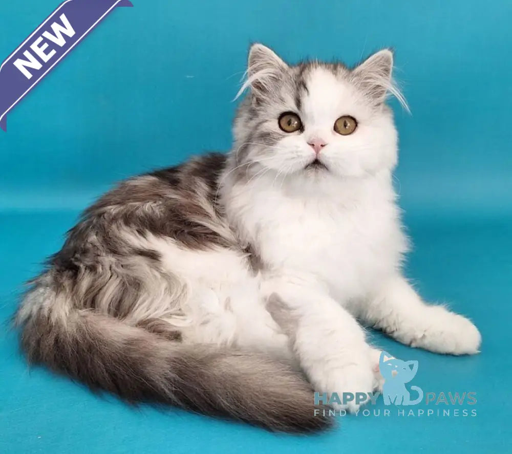 Yagodka Scottish Straight male black silver tabby bicolour live animals