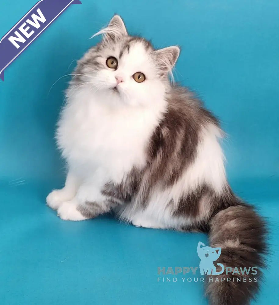 Yagodka Scottish Straight male black silver tabby bicolour live animals