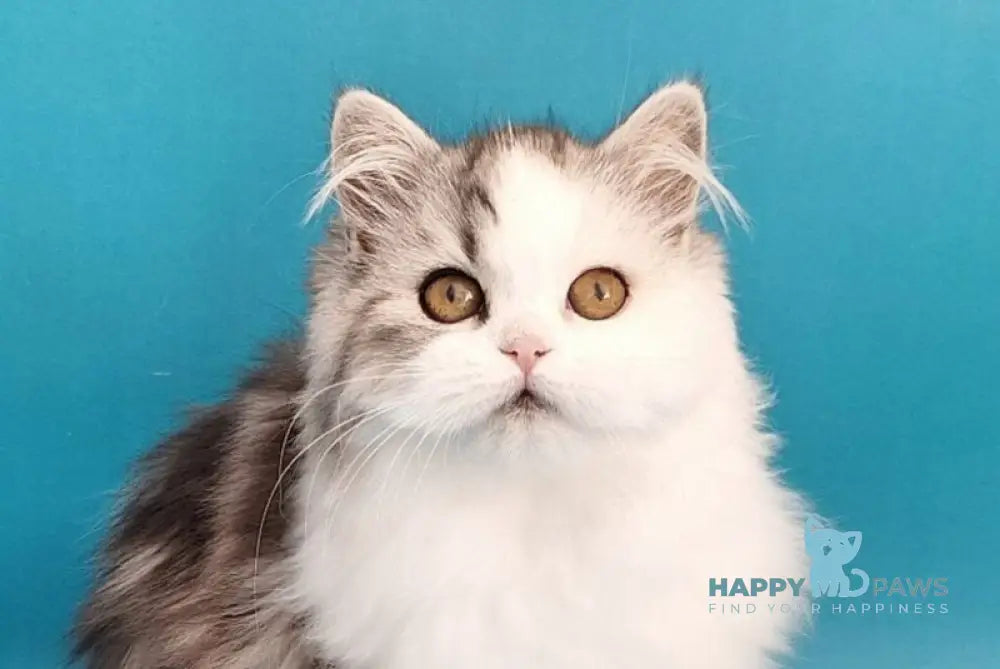 Yagodka Scottish Straight male black silver tabby bicolour live animals