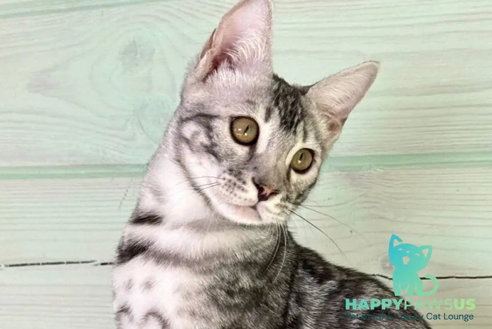Yaguar Bengal male charcoal pointed live animals
