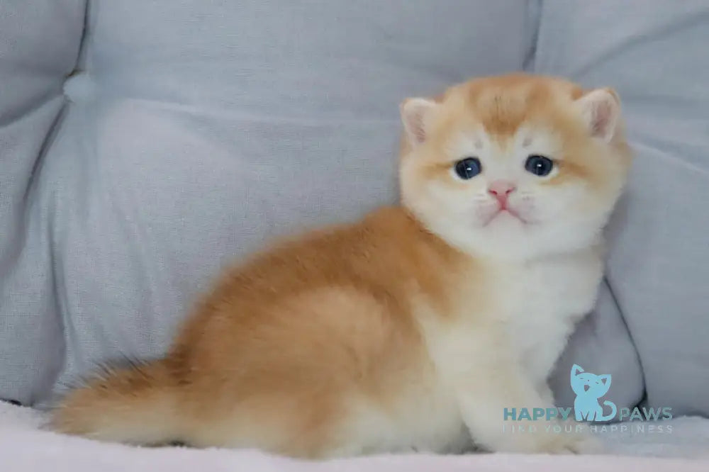 Yaguar British Shorthair male black golden chinchilla live animals