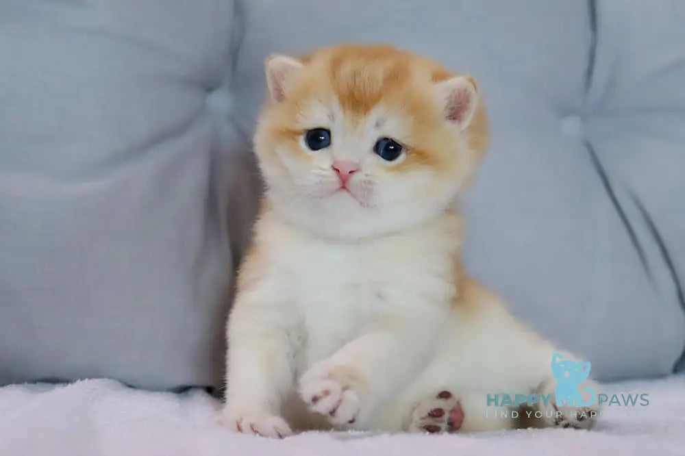 Yaguar British Shorthair male black golden chinchilla live animals