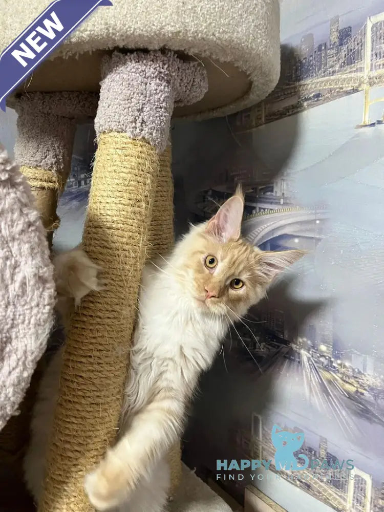 Yaguar Maine Coon male red silver ticked tabby live animals