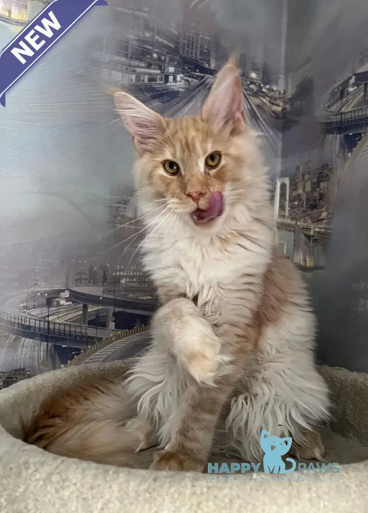 Yaguar Maine Coon male red silver ticked tabby live animals