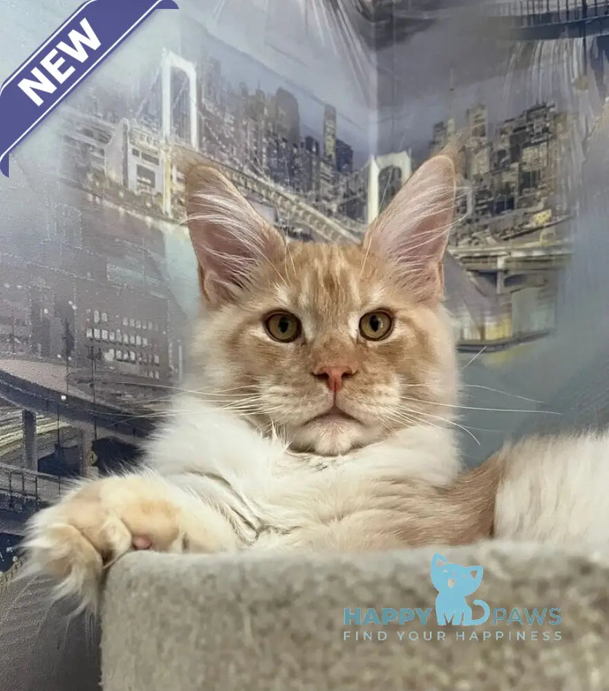 Yaguar Maine Coon male red silver ticked tabby live animals