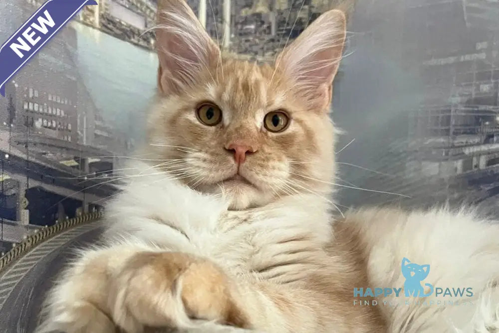 Yaguar Maine Coon male red silver ticked tabby live animals