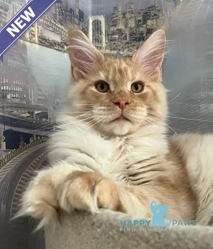 Yaguar Maine Coon male red silver ticked tabby live animals