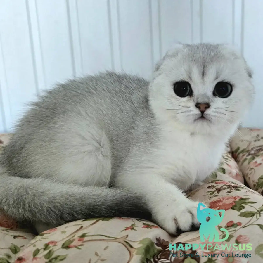 Yahidka Scottish Fold female black silver shaded - live animals