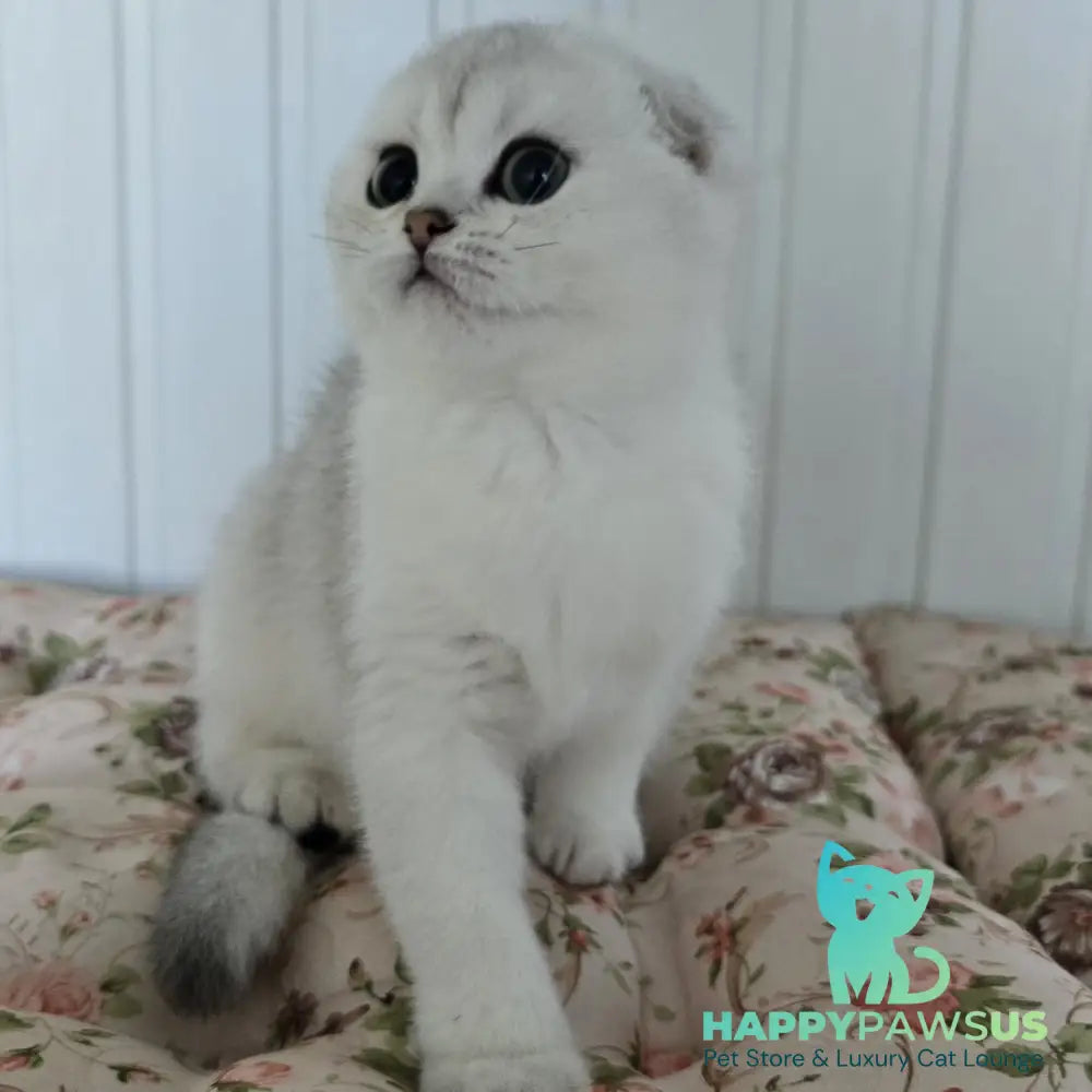 Yahidka Scottish Fold female black silver shaded - live animals