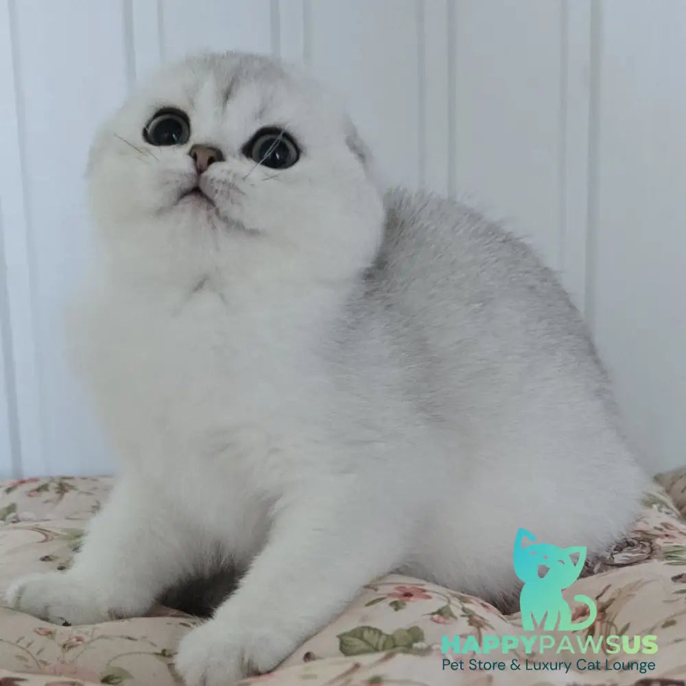 Yahidka Scottish Fold female black silver shaded - live animals