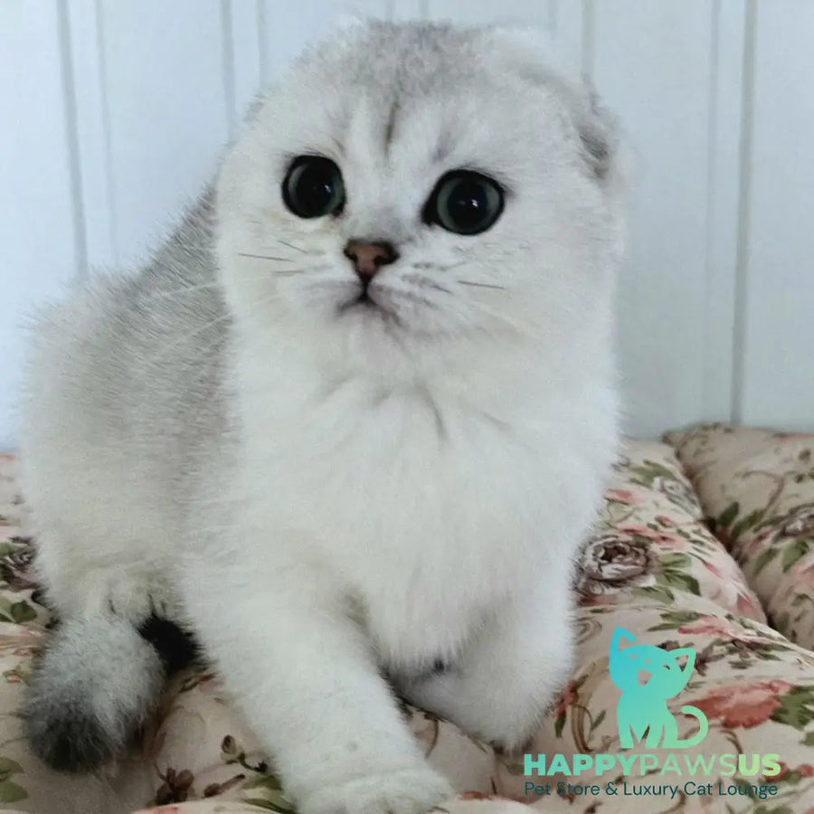 Yahidka Scottish Fold female black silver shaded - live animals