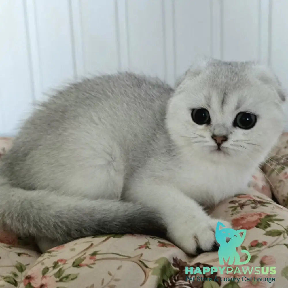 Yahidka Scottish Fold female black silver shaded - live animals