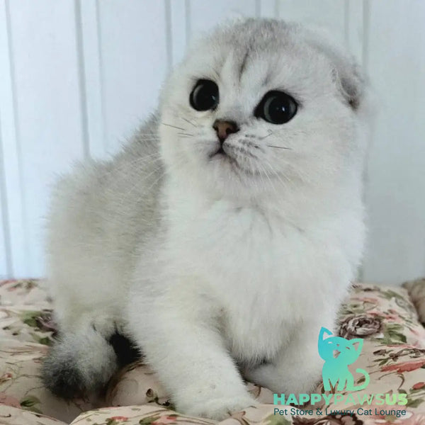 Yahidka Scottish Fold female black silver shaded - live animals