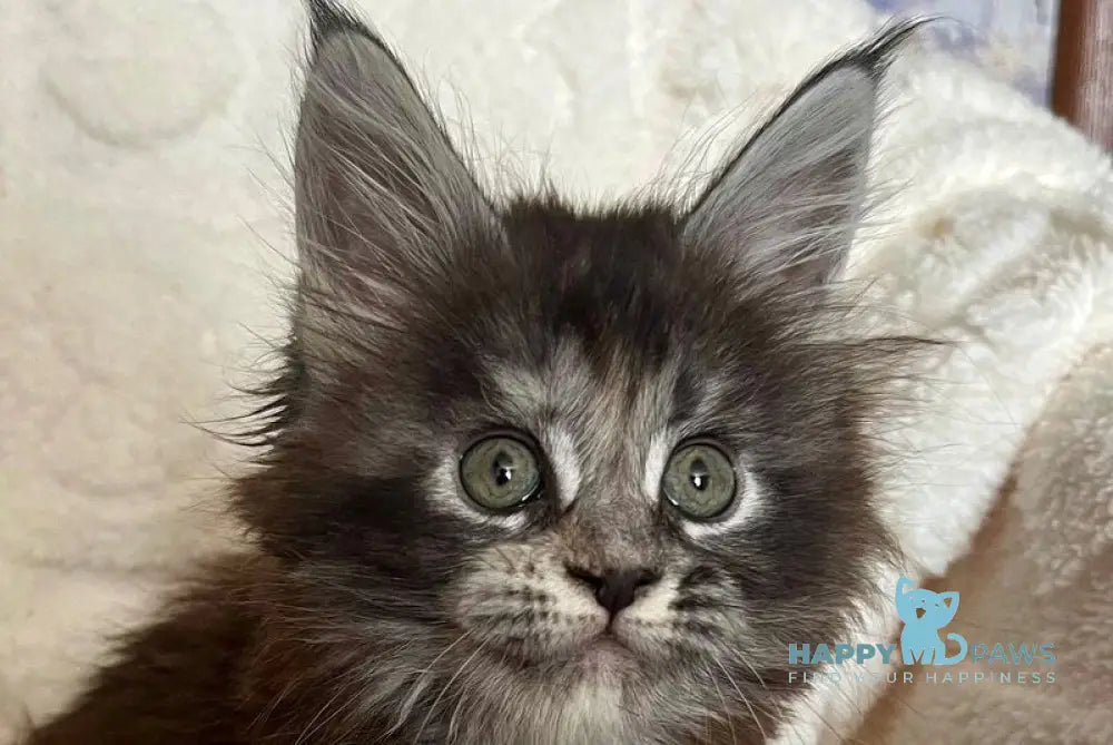 Yahodka Maine Coon female black tortie silver ticked tabby live animals