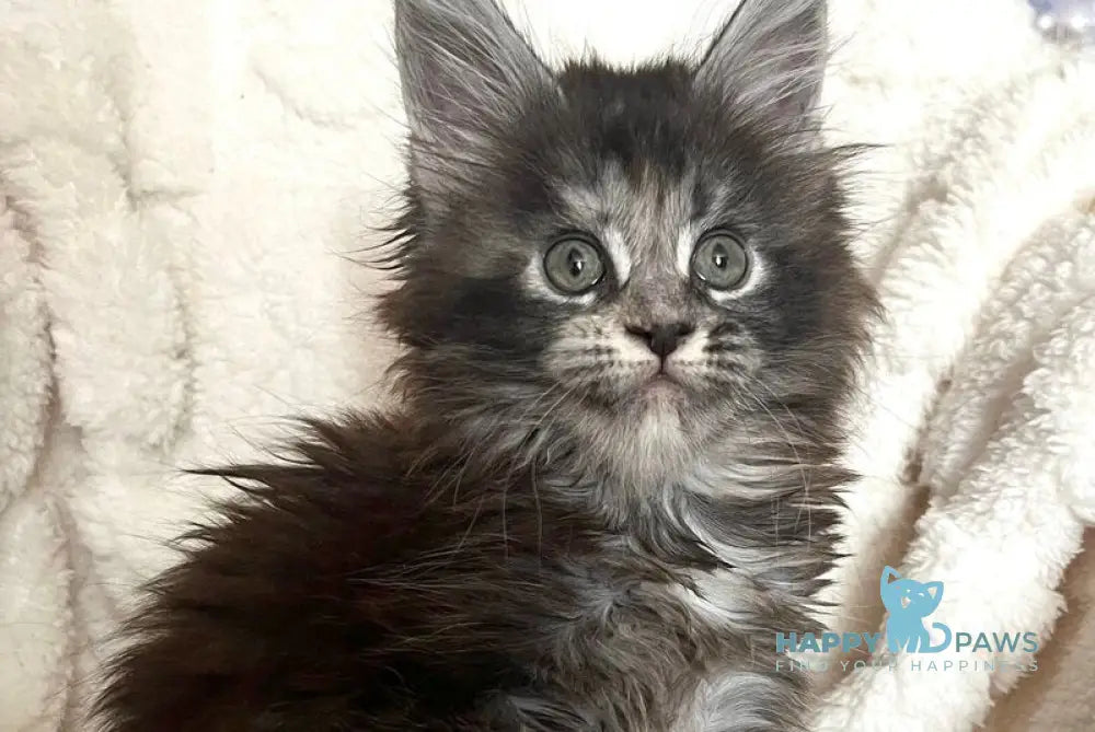 Yahodka Maine Coon female black tortie silver ticked tabby live animals