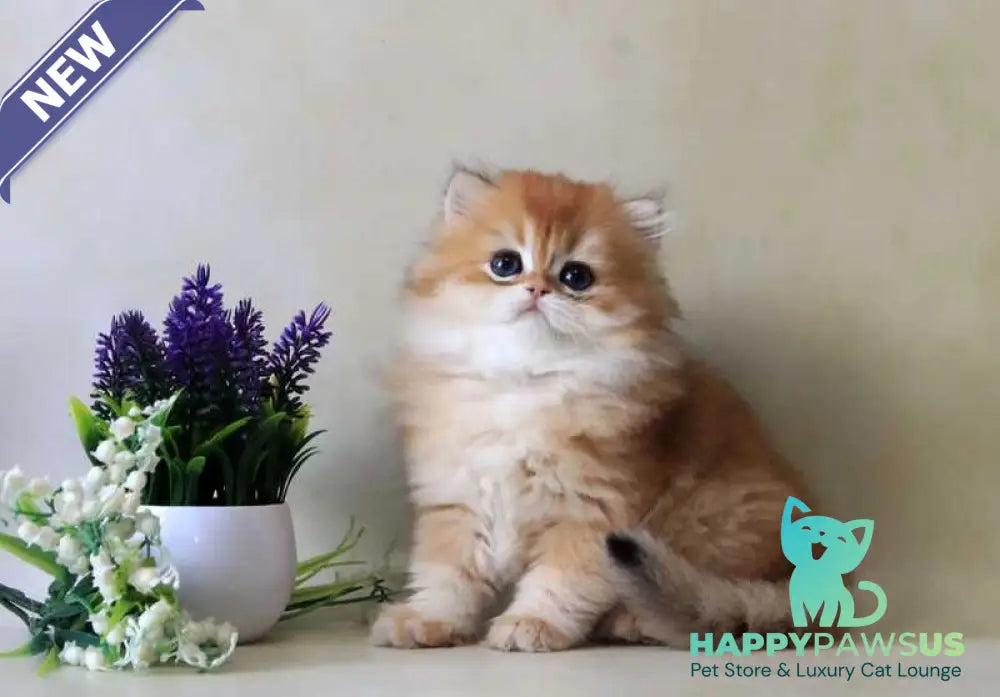 Yahont British Longhair female black golden chinchilla - live animals