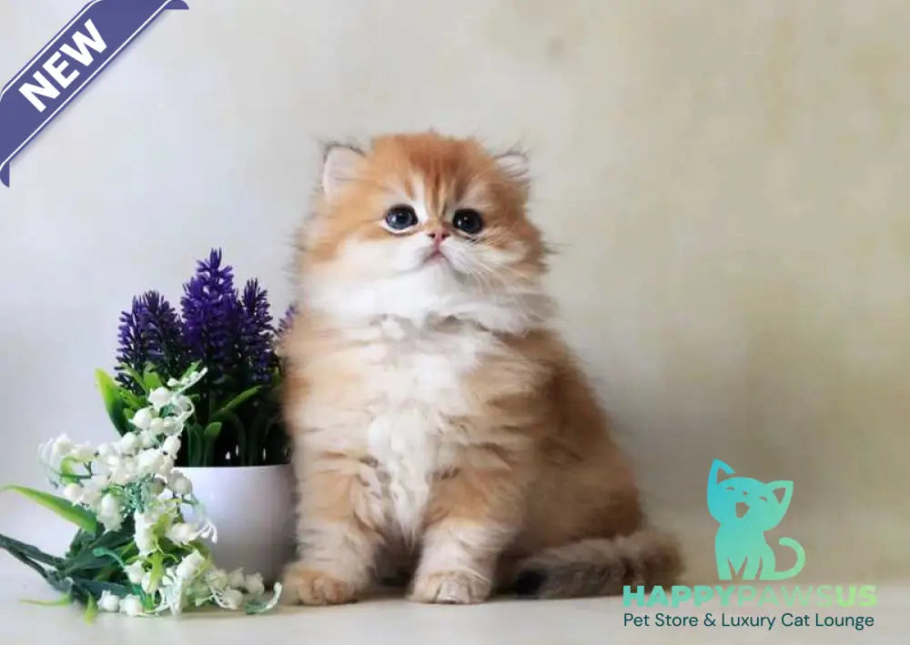 Yahont British Longhair female black golden chinchilla - live animals
