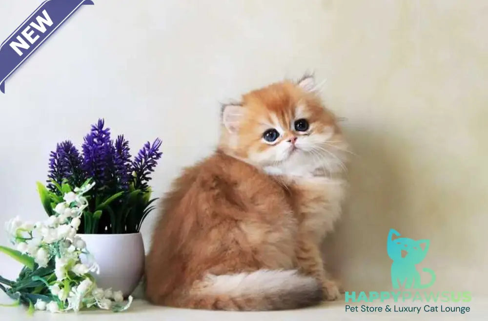 Yahont British Longhair female black golden chinchilla - live animals