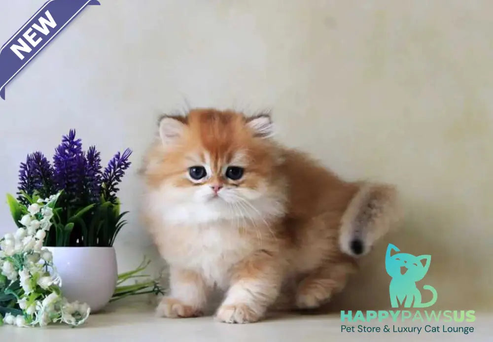 Yahont British Longhair female black golden chinchilla - live animals