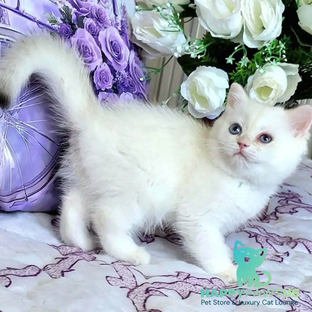 Yahont British Shorthair male chocolate golden chinchilla pointed - live animals