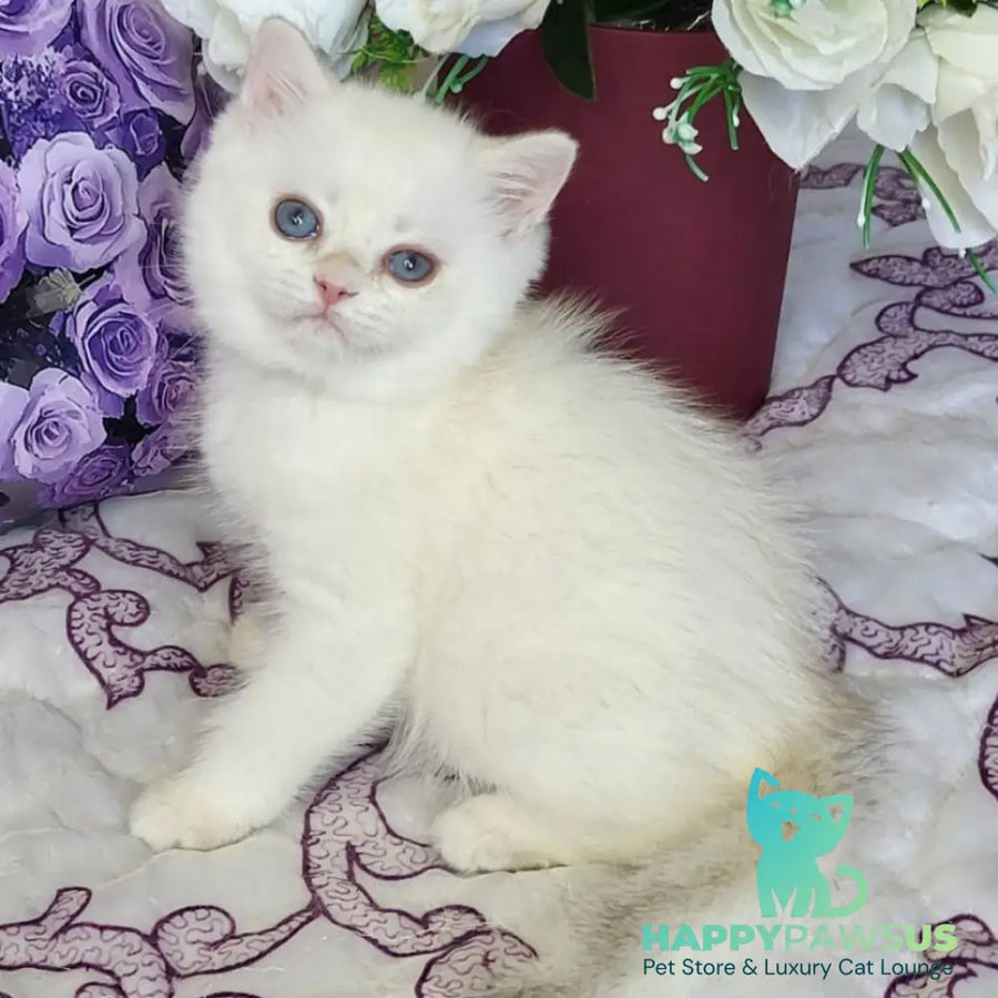 Yahont British Shorthair male chocolate golden chinchilla pointed - live animals