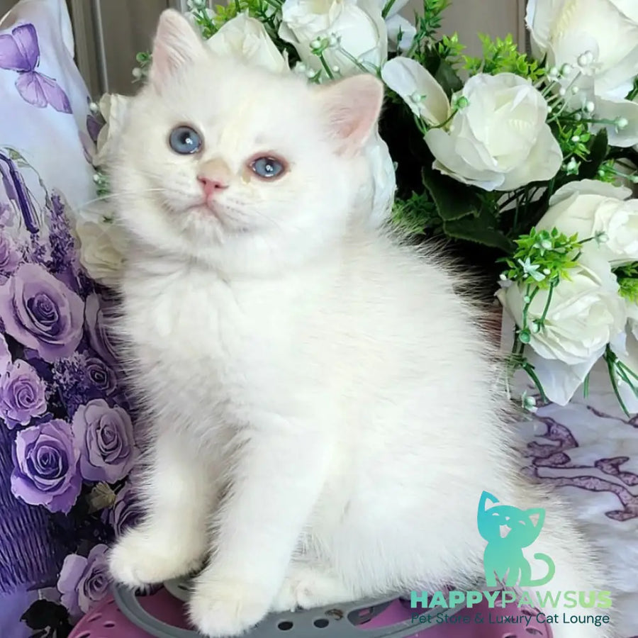 Yahont British Shorthair male chocolate golden chinchilla pointed - live animals