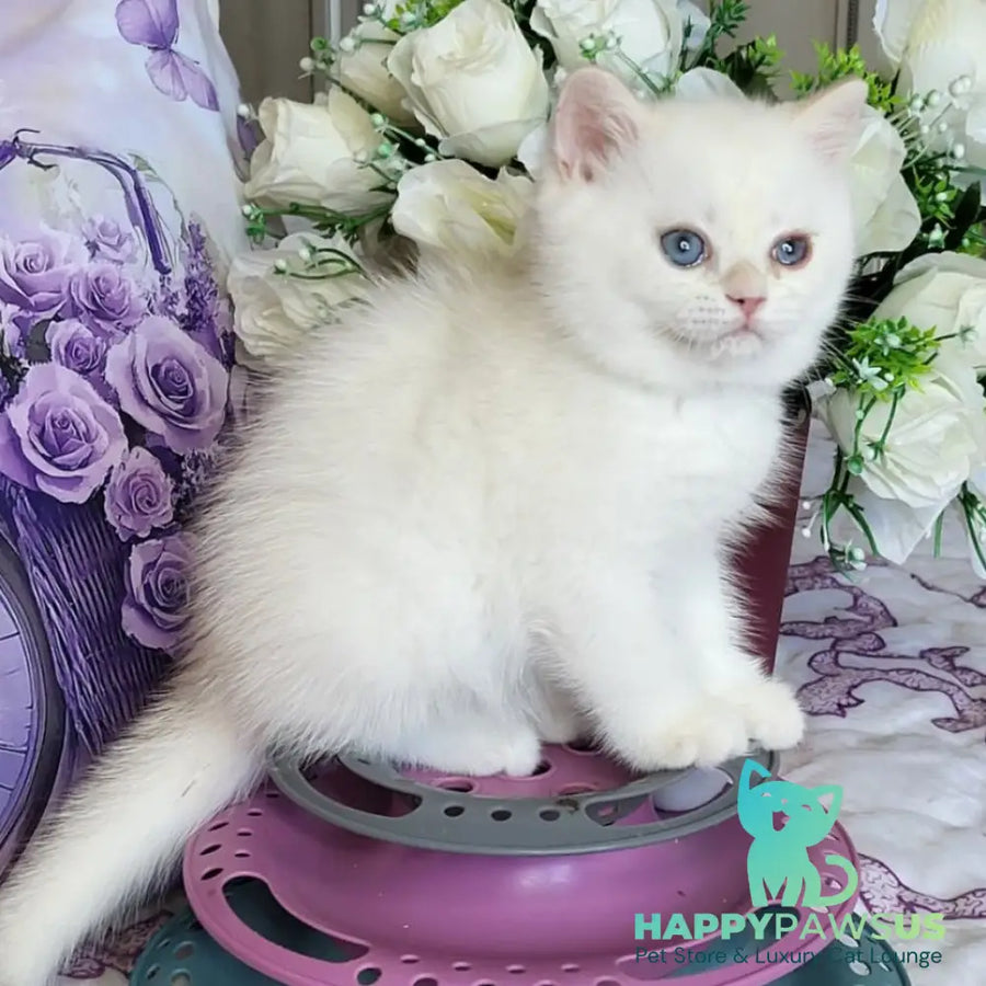 Yahont British Shorthair male chocolate golden chinchilla pointed - live animals