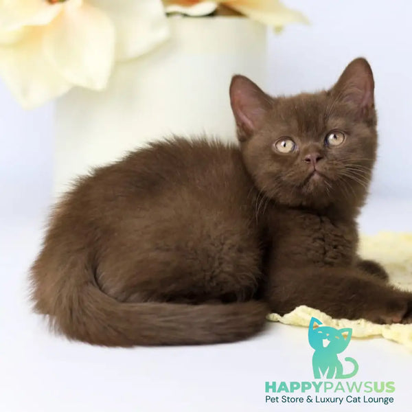 Yahont British Shorthair male chocolate - live animals