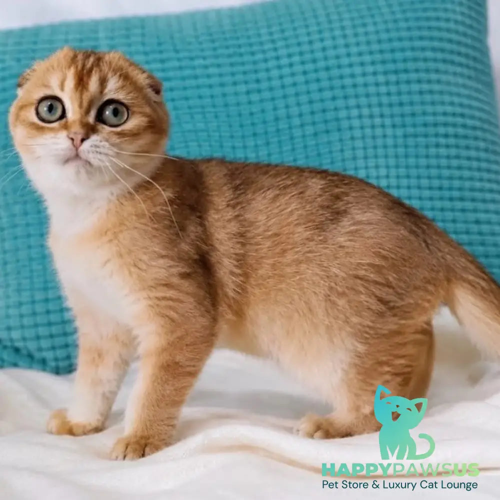 Yahoo Scottish Fold male black golden shaded - live animals
